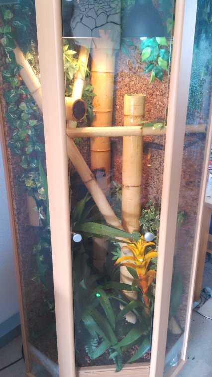 Gecko Terrarium 2.0